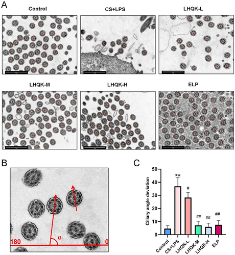 Figure 6 LHQK preserved random ciliary oscillations triggered by CS+LPS exposure. (A) TEM images (15,000×) are labeled with red lines crossing the central microtubules, which is called the axis of cilia. Scale bars: 1 μm. (B) Schematic diagram of the ciliary axis angle measurement. (C) Ciliary angle deviation. **p < 0.01 vs the control group; #P < 0.05, ##p < 0.01 vs the CS+LPS group.
