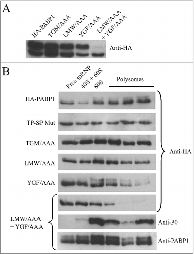 Figure 4. Identification of relevant motifs involved in PABP1 phosphorylation and polysome binding. (A) Expression analysis of HA-tagged PABP1 mutants containing selected triplets of amino acid residues replaced by alanines. The expression of the resulting proteins was evaluated in logarithmically grown cells, as shown at the 2d time point in Fig. 2B. The effect on PABP1 phosphorylation of mutating the triplets LMW, YGF or TGM, individually, or both sets of LMW and YGF was evaluated. The results shown were reproduced using a minimum of two growth curves for each mutant and, as much as possible, the cultures were grown in parallel and assayed at the same stage of the growth, using the same number of passages following transfection. (B) Polysome profile analysis of L. infantum promastigotes expressing wild-type or mutant HA-tagged PABP1 proteins, under logarithmic growth, were carried out to investigate the association of each individual mutant to polysomes. Samples were pooled as shown in Fig. 3 and blotted with the anti-HA antibody. For the LMW/AAA + YGF/AAA mutant, as control, the same samples were also blotted using the anti-P0 and anti-PABP1 antisera.