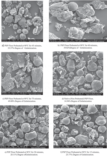 Figure 3. A) PSP Flour Preheated at 90°C for 45 minutes, 35.57% Degree of Gelatinization. b) PSP Flour Preheated at 90°C for 60 minutes, 39.02% Degree of Gelatinization. c) PSP Flour Preheated at 90°C for 75 minutes, 49.08% Degree of Gelatinization. d) Native (Non Preheated) PSP Flour, 14.94% Degree of Gelatinization e) PSP Flour Preheated at 90°C for 30 minutes, 28.11% Degree of Gelatinization. f) PSP Flour Preheated at 90°C for 15 minutes, 25.77% Degree of Gelatinization. Scanning electron micrographs of native PSP flour and preheated flour (a- f). Reprinted from S. Nurdjanah, N. Yuliana, S. Astuti, J. Hernanto, and Z. Zukryandry, ‘Physico Chemical, Antioxidant and Pasting Properties of Pre-heated Purple Sweet Potato Flour’, J. Food Nutr. Sci., vol. 5, no. 4, pp. 140–146, 2017, with kind permssion of Authors, ©2017.