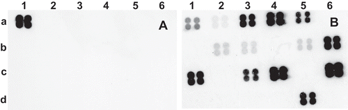 Fig. 5 Chemiluminograms showing specific detection of Pantoea stewartii subsp. stewartii DOAB 021 on corn plants infected or not under growth chamber conditions. a, non-infected plant, and b, infected plant. Leaf lesions (40 mg) were processed as described in Tambong et al. (Citation2008). No DNA extraction was performed. Four plants per treatments were analysed with consistent hybridization pattern obtained. Row numbers represent the different genes used: 1, 16S rRNA; 2, leuS; 3, cps; 4, rpoB; 5, gyrB; 6, mix: rpoB (b6 & c6) and leuS (d6) spotted on the membrane-based array.