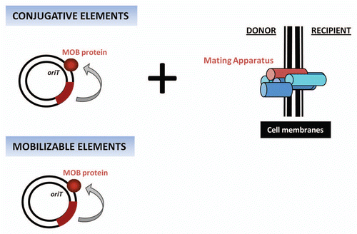 Figure 1 Schematic highlighting the differences between conjugative and mobilizable elements. In the former, both DNA processing as well as mating apparatus functions are encoded, whereas, in the latter, only DNA-processing functions are elaborated.