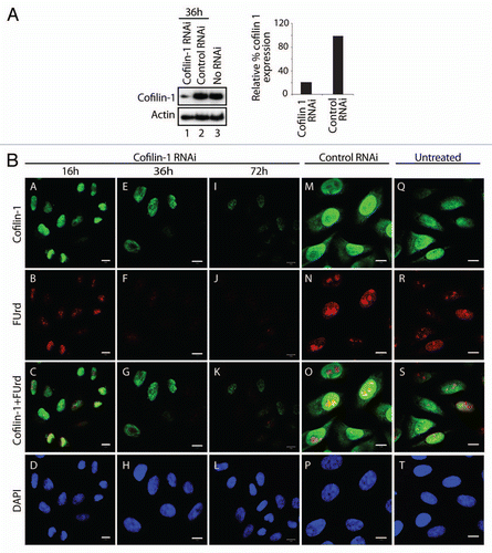 Figure 3 Cofilin-1 is required for in vivo FUrd incorporation. (A) Cofilin-1 steady state expression levels on immunoblots. Right part, quantification of cofilin-1 steady state protein expression relative to actin. (B) In cofilin-1 silenced HeLa cells, incorporated FUrd was monitored by immunostaining (red) at 16 h, 36 h and 72 h after transfection of the cofilin-1 specific siRNA oligos and overlaid with cofilin-1 (green). The DNA was detected by DAPI staining (Scale bar, 10 µm).