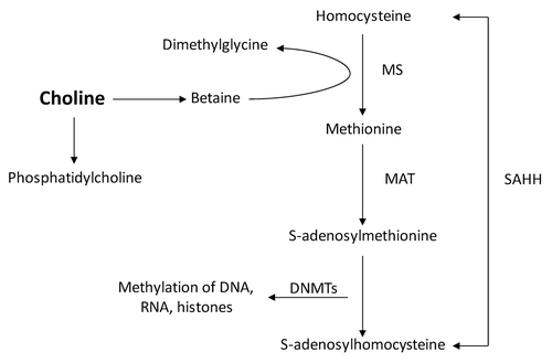 Figure 1. Representation of methionine metabolism. MS, methionine synthase; MAT, methionine adenosyl transferase; SAHH, S-adenosylhomocysteine transferase; DNMT, DNA methyltransferase.