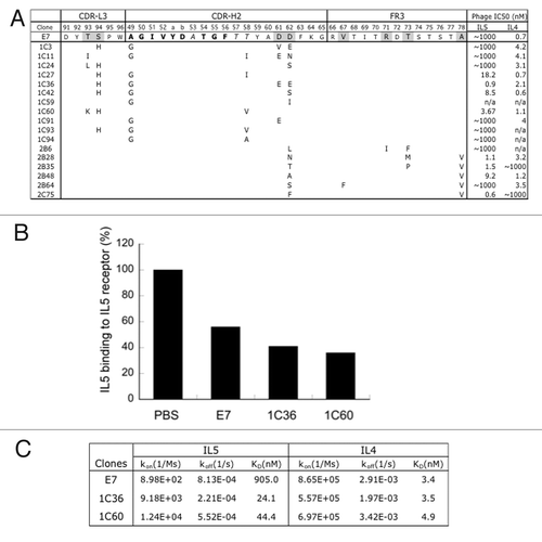 Figure 4. Affinity improvements of IL4/IL5 dual specific clone E7. (A) For affinity improvement, phage libraries displaying E7 variants were constructed with selected residues mutated with the strategies of “homolog” (bold), “limited” (italic) and “soft” (gray) randomization, which allows wild type and homologous amino acids, limited diversity based on natural antibodies, or ~50% of wild type and 50% of all the other amino acids, respectively. The sequences of selected clones were aligned against E7 and mutations as shown. The relative affinity of each clone was assessed by phage IC50 as above. (B) IL5 as biotinylated protein binding to IL5 receptor coated on ELISA wells in the presence of buffer (PBS), or 50nM of E7 or two affinity improved variants (1C36, 1C60) of E7 was detected with streptavidin-HPR conjugate. (C) E7 and the improved variants (1C36 and 1C60) purified as Fabs were used as analyte in Biacore SPR measurements using a CM5 sensor chip immobilized with human IL5 (R&D Systems) or IL4 at 25 °C to determine the monovalent affinities.