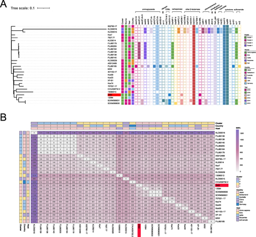 Figure 2 Phylogenetic relationship of global ST43 K. michiganensis strains. (A) The phylogenetic tree was generated based on the differences of core genome single nucleotide polymorphisms, annotated by iTOL webserver. The figure provides information regarding the antimicrobial resistance genes, isolation source, time, and country of these strains. (B) Visualization heat map of the differences of core genome single nucleotide polymorphisms among global ST43 K. michiganensis strain. The number in the square indicates the number of core genome single nucleotide polymorphisms between strains. The source, country and cluster of strains are also colored.