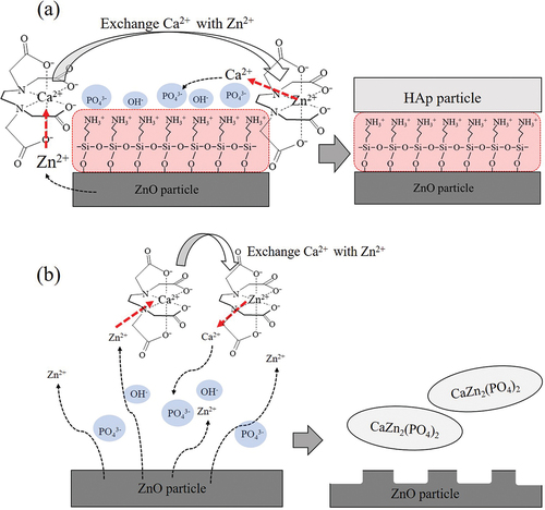 Figure 8. Schematic illustration of plate-like HAp/ZnO/APTES composite particles (a) and CaZn2(PO4)2 formation.