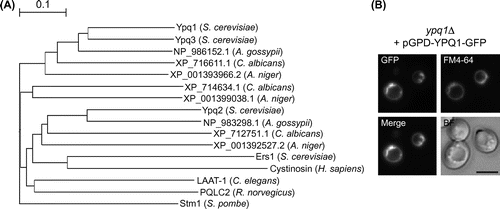 Fig. 1. Phylogenetic relationship among the members of PQ-loop protein family and subcellular localization of Ypq1p-GFP.Notes: (A) phylogenetic tree of PQ-loop proteins from micro-organisms (S. cerevisiae, Ashbya gossypii, Candida albicans, Aspergillus niger, Schizosaccharomyces pombe), C. elegans, rat, and human. The alignment was obtained from ClustalW and tree was build using GENETYX-Tree software. (B) subcellular localization of Ypq1p-GFP. Ypq1p-GFP overproduced by using GPD promoter was visualized using a fluorescent microscope. Images demonstrating colocalization of GFP fluorescence with the vacuolar membrane stained with FM4-64 are shown in a merged image. Bar, 5 μm.