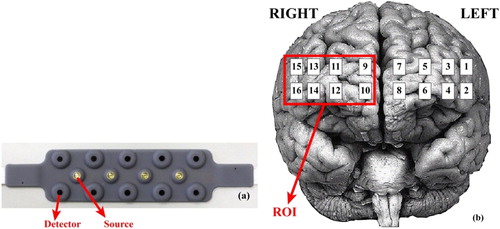 Figure 1. (a) Locations of sources and dedectors on fNIR sensor (b) Locations of 16 optode (channel) registered on sensor on brain surface image and ROI. Brain surface image is from University of Washington, Digital Anatomist Project.