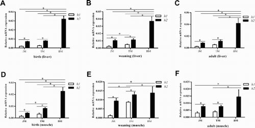 Figure 3. The haplotypes (h1, h2) of the promoter region are associated with the IGFBP-3 mRNA expression level in liver and muscle tissues of three pig breeds (JM, TM and BM).