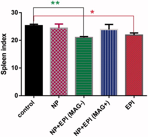 Figure 8. Spleen index of mice sacrificed at 20th day of the experiment. The mice were administrated by 12 mg/kg of free EPI and MMSN + EPI both in the presence and absence of external magnetic field (∗p < .05, Tukey's multiple comparisons test).