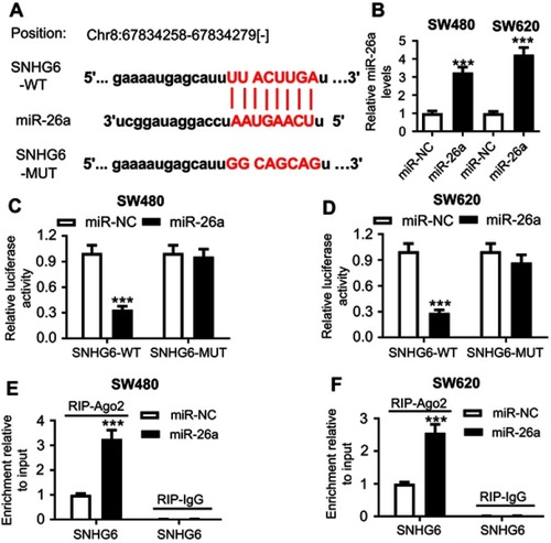 Figure 3 SNHG6 directly binded to miR-26a in SW480 and SW620 cells. (A) The potential binding sites between SNHG6 and miR-26a, and the mutant in the seed region. (B) The expression of miR-26a was detected in miR-26 mimics- or miR-NC mimics-transfected SW480 and SW620 cells. (C) and (D) Dual-luciferase reporter assays were performed by transfecting with SNHG6-WT or SNHG6-MUT constructs into SW480 and SW620 cells with miR-NC mimics or miR-26a mimics. (E) and (F) SW480 and SW620 cells were transfected with miR-NC mimics or miR-26a mimics, followed by the measurement of SNHG6 mRNA enrichment with anti-Ago2 by qRT-PCR, and anti-IgG served as control. ***P<0.001 vs miR-NC mimics.