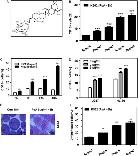 Figure 1 PsA induced differentiate in AML cell lines. (A) Chemical structure of PsA. The differentiation of K562 cells treated with the indicated concentrations of PsA for 48 hours (B) or 5 µg/ml PsA for the indicated time periods (C) was assessed. (D) AML cell lines U937, HL-60 were treated with the indicated concentrations of PsA for 48 hours. Differentiation was evaluated by measuring PE-conjugated CD15 membrane expression levels using flow cytometry. (E) The morphological changes in K562 cells treated with 5 µg/ml PsA for 48 hours. (F) Quantities the differentiated cells which were evaluated by the morphological changes after K562 cells treated with 5 µg/ml PsA for 48 hours Results represent the mean ± SD of at least three independent experiments for each cell line. Con: control, PsA: Pulsatilla saponin A, **P < 0.01, ***P < 0.001 compared to the untreated groups.