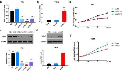 Figure 2. RELT enhanced cell viability of the ESCC cells. (a) RELT knock-down efficiency in the TE1 cells after the transfection with negative control (shNC) or with shRNAs (shRELT1–shRELT3) and (b) RELT overexpression efficiency in the TE14 cells after transfection with the negative control (vector) or pLVX-Puro-RELT (oeRELT) as evaluated by qRT-PCR. (c) RELT knock-down efficiency and (d) RELT overexpression efficiency as evaluated by western blotting. (e) The viability of the TE1 cells of shNC, shRELT-1, and shRELT-2 groups as examined by the CCK-8 assay. (f) The TE14 cells viability of vector group and the oeRELT group were examined by the CCK-8 assay