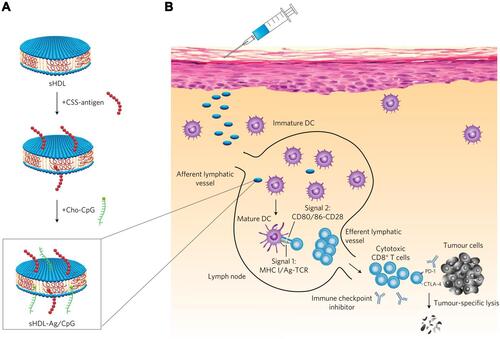 Figure 5 Construction of sHDL nanodisk platform for personalized vaccines for cancer immunotherapy. (A) The binding process of antigen and adjuvant CpG into sHDL nanodisk platform. (B) The designed personalized nanovaccines could induce a strong CTL response in vivo. Reprinted by permission from Springer Nature Customer Service Centre GmbH: Springer Nature, Nature Materials. Kuai R, Ochyl LJ, Bahjat KS, Schwendeman A, Moon JJ. Designer vaccine nanodiscs for personalized cancer immunotherapy. Nat Mater. 2017;16(4):489–496. doi:10.1038/nmat4822. Copyright 2017.Citation104