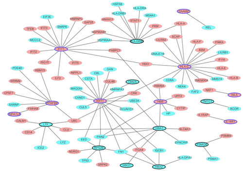 Figure 2 The male osteoporosis-specific PPI network. The PPI network was consisted of 101 nodes and 105 edges. Ellipses (nodes) were the proteins encoded by DEGs and ellipses with black border represented the proteins encoded by DEGs which belonged to the top 10 up- and down-regulated DEGs in male osteoporosis. Red and blue colors were used to represent up- and down-regulation in male osteoporosis, respectively.