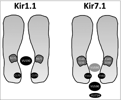 Figure 1. Residues in Kir1.1 and Kir7.1 required for VU590-dependent block. (Left) Kir1.1 requires N171 for maximal sensitivity to VU590. Mutation to aspartate (N171D) or glutamate (N171E) abolishes VU590 sensitivity. (Right) A polar barrier created by T153 hinders access of VU590 (and VU714) to a deeper binding site comprised of E149 and S150 in Kir7.1. Mutation of T153 to the corresponding residue in Kir1.1 (T153C) increases VU590 activity toward Kir7.1 by 6-fold. The reverse mutation in Kir1.1 (C175T) decreases VU590 sensitivity only in a mutant form of the channel (i.e., N171Q) that exhibits a lower sensitivity to VU590.