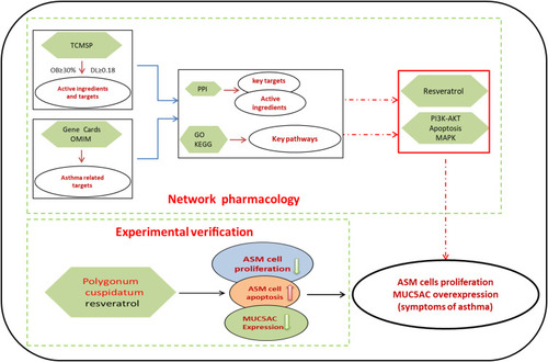 Figure 1 Entire study design based on network pharmacology and experimental verification.