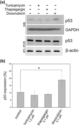 Figure 10. The p53 synthesis efficiency under different stress conditions in NIH3T3 cells. The cells were exposed for 16 hours to doxorubicin (0.1 μM), tunicamycin (1.2 μM) and thapsigargin (0.1 μM), or to an equivalent volume of DMSO, and then harvested. Endogenous p53 protein level was determined by western blot (a) or flow cytometry (b) using monoclonal 1C12 antibody. GAPDH was used as a loading control. The RT-PCR analysis of p53 mRNA and β-actin mRNA (as a control) was also conducted. For RT-PCR analysis, the samples were prepared using total RNA extracted from mouse fibroblasts treated with DMSO as a control, tunicamycin, thapsigargin and doxorubicin.