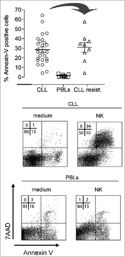 Figure 7. Activated NK cells kill patient-derived B cell chronic lymphocytic leukemia cells but not lymphocytes from healthy donors. Natural killer (NK) cells were enriched by magnetic isolation (MACS) from peripheral blood mononuclear cells (PBMCs) activated during 5 days stimulation with Epstein-Barr virus positive lymphoblastoid B cells (R69-LCLs). Subsequently, they were incubated with PBMCs from chronic lymphocytic leukemia (CLL) patients or from healthy donors (PBLs) for 4 hours at 9:1 effector/target cell ratio. Phosphatidyl-serine (PS) exposure on plasma membrane was detected by Annexin-V staining and membrane permeabilization was detected by uptake of 7-aminoactinomycin-D (7AAD) and analyzed by 3-color fluorescence cytometry. A cohort of 14 CLL patients, 8 PBLs donors and 18 NK cell donors was used in these analyses. Data in the graphics correspond to the combination of different NK cell donors with cells from different CLL patients or healthy donors. Top graphic also includes the cytotoxicity of different NK cells donors on B-CLL cells from 4 patients who presented resistance to chemotherapy (B-CLL Resist). Results are presented as the the mean±SEM.