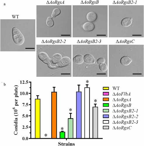 Figure 3. Comparison of conidial morphology and yields between the WT and ΔAoRgs mutants. A. Conidial morphology of the WT and ΔAoRgs mutants incubated on CMY plates at 28°C for 14 d. B. The conidia yields of the WT and ΔAoRgs mutants. Bar = 10 μm. Error bars: standard deviation, asterisk: significant difference between mutant and WT (Tukey’s HSD, P < 0.05)