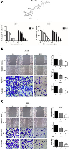 Figure 3 Dioscin inhibited the proliferation, migration, and invasion of A549 and H1299 cells. (A) The cell viability of A549 and H1299 cells treated with dioscin (1, 2, 4, and 8 µM) for 24 h and 48 h was determined using a Cell Counting Kit 8 assay. The width of scratches was measured in cells treated or not with dioscin, at 0 and 24 h in A549 (B) and H1299 (C) cells. Additionally, using a Transwell migration assay and Matrigel invasion assay, the number of migrated or invaded cells treated with dioscin per chamber was counted and compared with that in the control group from three independent experiments (*p < 0.05; **p< 0.01; ***p< 0.001).