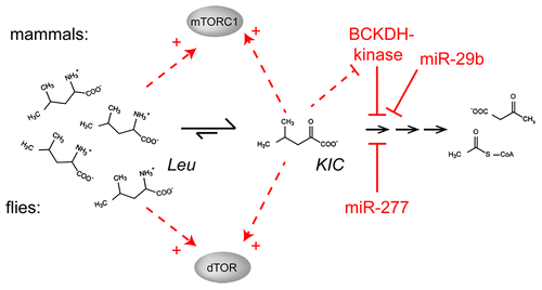 Figure 6. Activation of TOR via control of BCAA catabolism. While flies appear to use miR-277 for the control of branched-chain amino acid catabolism and signaling, a specific protein kinase can phosphorylate the branched-chain α keto acid dehydrogenase (BCKDH) enzyme in mammals. This kinase inhibits the enzyme and is itself inhibited by KIC, a substrate for the BCKDH reaction. This regulatory loop can work both as a feed-forward activation mechanism but also as a negative feed-back loop to prevent excessive accumulation of KIC. In addition, human miR-29b was reported to regulate the BCKDH complex.