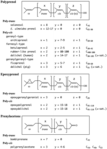 Figure 2. Chemical structure of polyprenol, epoxypolyprenol, and polyprenylacetone.