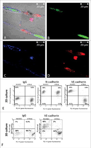 Figure 4. Fluorescence images of immunostaining for VE-cadherin in co-cultured HTR-8/SVneo cells and endothelial cell tubes in Matrigel® and FACS-analysis for VE-cadherin expression on HTR-8/SVneo cells and endothelial tubes following co-culture in Matrigel®. HUVEC cell culture networks in Matrigel® (labelled with cytoplasma marker CellTracker™ Green CMFDA Dye, Invitrogen™) were established for 24 h, before co-culture with HTR-8/SVneo labelled with mitochondrial marker MitoTracker® Deep RedFM , Invitrogen™ for another 24 hours. Immunhistochemical staining was done using antibody against VE-cadherin (BD Transduction, 610252) and fluorescence labelled secondary antibody (Alexa Fluor 647, ThermoFischer, A32728). Fluorescence pictures were recorded using confocal microscopy (Zeiss, LSM 510). Representative pictures of at least three experiments performed are shown. (A-D) After co-culture of unlabelled HUVEC with green labelled HTR-8/SVneo cells in 2D (E) or 3D (F) cells were recovered for flow cytometry. Immunolabeling was done using VE-cadherin (BV6, Chemicon) and N-cadherin (Sigma, GC-4) antibodies followed by fluorescence labelled secondary antibody (Alexa Fluor 647). Flow cytometry was performed using the FACS Calibur™ (BD Biosciences, Heidelberg Germany). One representative experiment out of 3 performed is shown. (E and F). Flow cytometry analysis of recovered endothelial and HTR-8/SVneo cells did show N-cadherin expression in both HUVEC and HTR-8/SVneo cells (E) but not VE-cadherin upon 2D (E) and 3D-co-culture (F).