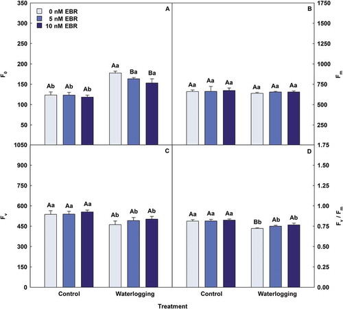 Figure 2. Minimal fluorescence yield of the dark-adapted state (F0), maximal fluorescence yield of the dark-adapted state (Fm), variable fluorescence (Fv) and maximal quantum yield of PSII photochemistry (Fv/Fm) in soybean plants treated with EBR and subjected to waterlogging. Columns with different uppercase letters between EBR levels (0, 5 and 10 nM EBR under equal water condition) and lowercase letters between water conditions (control and waterlogging under equal EBR concentration) indicate significant differences from the Scott-Knott test (P < .05). Columns corresponding to means from five repetitions and standard deviations