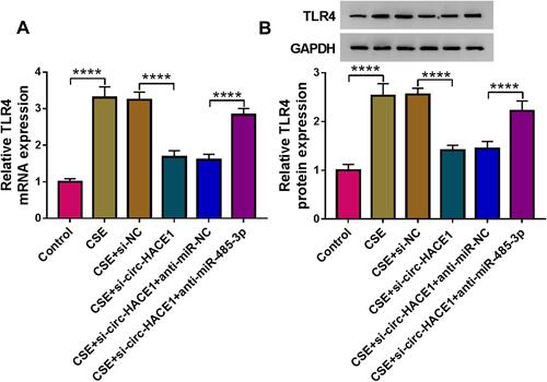 Figure 7 Knockdown of circ-HACE1 upregulated miR-485-3p to decrease TLR4 expression in CSE-treated 16HBE cells. (A and B) The qRT-PCR and Western blot were exploited for the measurement of TLR4 mRNA (A) and protein (B) in 2% CSE-treated 16HBE cells transfected with si-NC, si-circ-HACE1, si-circ-HACE1+anti-miR-NC or si-circ-HACE1+anti-miR-485-3p, with untreated cells as the control group. TLR4 expression in each treatment group was compared with the control group (set as 1). ****P < 0.0001.