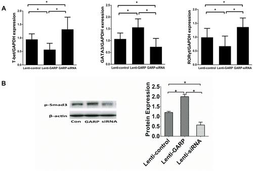 Figure 3 The overexpression of GARP inhibited the mRNA expression of T-bet, RORγt in splenic lymphocytes, increased the mRNA expression of GATA3, and stimulated the phosphorylation of Smad3. (A) The relative mRNA expression levels of T-bet, RORγt, GATA3 were detected and compared in ApoE−/- mice. (B) The relative protein expression of phosphorylated Smad3 in splenic lymphocytes. *P <0.05.