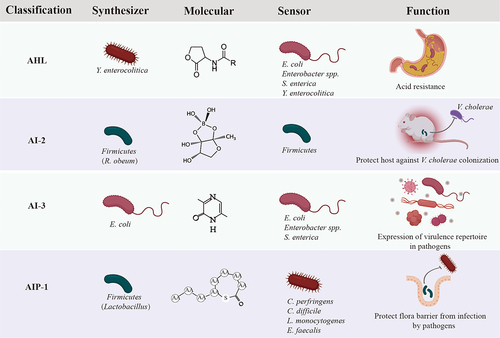 Figure 1. Classical autoinducers (AIs) identified in GI microbiota and examples of the regulatory role of these AIs in controlling physiological functions in GI bacteria.