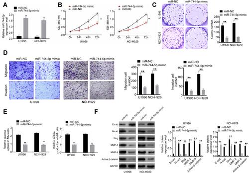 Figure 2 miR-744-5p inhibited MM cells proliferation, invasion, migration, and glycolysis. (A) qRT-PCR revealed that miR-744-5p expression was successfully up-regulated by transfection. miR-744-5p expression was normalized to U6. (B) CCK-8 assay showed prominently lower OD450 value of U1996 and NCI-H929 cells in miR-744-5p mimic group than that in the miR-NC group. (C) Plate clone formation experiment exhibited obviously declined colony number of U1996 and NCI-H929 cells in the miR-744-5p mimic group than that in the miR-NC group. (D) Transwell experiment revealed remarkably decreased invasion and migration cell number of miR-744-5p mimic group when compared with miR-NC group. (E) U1996 and NCI-H929 cells of miR-744-5p mimic group exhibited markedly lower glucose uptake and lactate production than that of the miR-NC group. (F) Western blot showed that, significantly higher E-cadherin protein expression and lower N-cadherin, Slug, MMP-2, MMP-9, and active β-catenin proteins expression was observed in U1996 and NCI-H929 cells of the miR-744-5p mimic group when compared with the miR-NC group. miR-744-5p increased E-cadherin protein expression and decreased the expression of N-cadherin, Slug, MMP-2, MMP-9, and active β-catenin proteins. Each protein expression was normalized to GAPDH. **P<0.01 when compared with the miR-NC group.