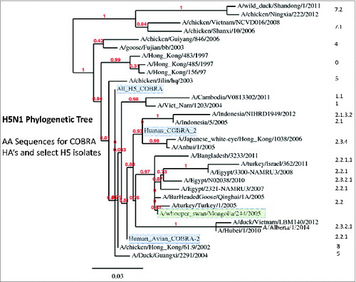 Figure 3. Phylogenetic diversity of H5N1 influenza. The unrooted phylogenetic tree was inferred from HA amino acid sequences derived from 28 representative isolates in various clades and subclades and also the COBRA HA using the maximum likelihood method. Clade/subclade clusters are identified on the right. Sequences were aligned with MUSCLE 3.7 software and the alignment was refined by Gblocks 0.91 b software. Phylogeny was determined using the maximum likelihood method with PhyML software. Trees were rendered using TreeDyn 198.3 software.Citation42 The NCBI accession numbers for the HA sequences used in phylogeny inference were obtained through the Influenza Virus Resource.Citation43