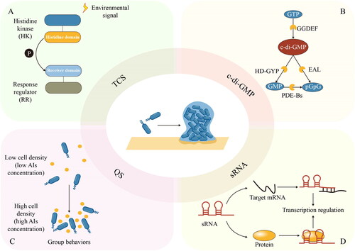 Figure 2. Regulatory networks for biofilm formation. A signal transduction in the TCS system. B metabolic pathway of c-di-GMP. C cell-density-dependent regulatory mode of QS. D roles of sRNA in transcriptional regulation.