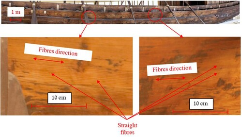 Figure 5. Photomosaic (top) of the sheer plank from Khufu-1 ship, from which two samples were taken, shows the lengthwise grain pattern (Photo: A. Eframov).