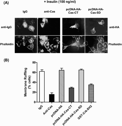 Figure 4. C-terminal domain of Cas regulates insulin-induced membrane ruffling. (A and B) Serum starved cells were microinjected with anti-Cas antibody (2 mg/ml), GST-Crk-SH2 (8 mg/ml), pcDNA-HA-Cas-CT or -Cas-SD (10 ng/ml) as in Figure 2. After stabilization for 1 h (antibody or protein injection) or 16 h (plasmid injection), the cells were stimulated with the insulin at concentration of 100 ng/ml for 10 min at 37°C. Membrane ruffling was monitored with phalloidin staining.