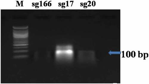 Figure 2. in vitro transcription of sgRNA- 100 bp fragment (M = 50 bp ladder).