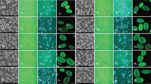 Figure 1. Scanning electron micrographs (SEM) (×1000) (1), light micrographs (×400) (2), polarized light micrographs (PLM) (×400) (3) and confocal laser scanning micrographs (CLSM) (512 × 512 pixel resolution) (4) of native, RANN and CANN starch samples. A, Native; B, RANN-1; C, RANN-2; D, CANN-24; E, RANN-4; F, CANN-48; G, RANN-6; H, CANN-72; I, RANN-8; J, CANN-96