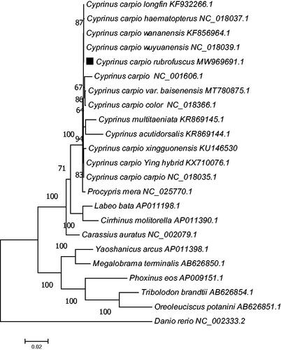 Figure 1. Phylogenetic tree of C. carpio rubrofuscus and related species based on maximum-likelihood (ML) method.