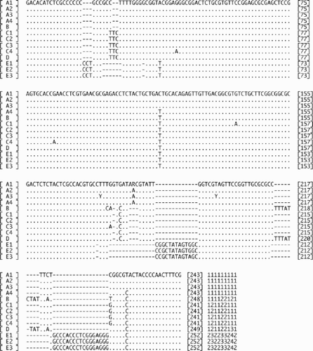 Fig. 4. A sub-alignment of thirteen ITS2 haplotypes (A1–4, B, C1–4, D, E1–3) of Scytosiphon lomentaria from Hokkaido, Japan. A2: the sequence of Os-7iv98-8-fe (accession AB094189), B: Os-7iv98-1-fe (accession AB094190), C1: As-11v99-6-ma (accession AB094191), D: As-11v99-7-fe (accession AB094192), E2: As-11v99-1-ax (accession AB094193). Gaps were counted as single events regardless of gap length, and a gap matrix is added to the end of the alignment.