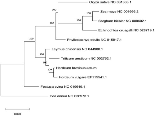 Figure 1. Phylogenetic tree inferred by Maximum Likelihood (ML) method based on the complete chloroplast genome of 10 species of Gramineae and taking Poa annua as an outgroup.