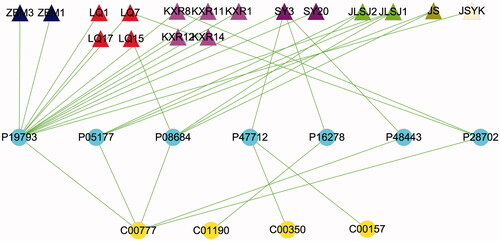 Figure 6. The “compound-target-potential metabolite” simplified interactive network. The navy blue, red, pink, purple, light-green, dark-green, light-yellow triangles represent the putative active compounds of ZBM (Zhebeimu), LQ (Lianqiao), KXR (Kuxingren), SY (Sangye), JLSJ (Jinyinhua-Liaoqiao-Sangye-Juhua), JS (Jinyinhua-Sangye), JSYK (Jinyinhua-Sangye-Yiyiren-Kuxingren), respectively; the yellow dots represent the candidate metabolites; the sky-blue dots represent the shared targets of KG-1 and potential metabolites.