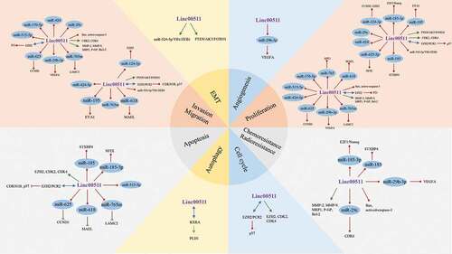 Figure 5. Biological functions of LINC00511 and relevant molecular mechanisms in malignant tumors.