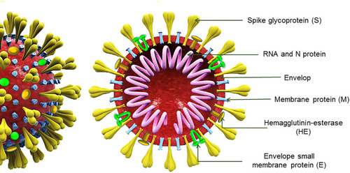 Figure 1 Schematic structure of coronavirus. The virus is an enveloped, non-segmented, positive-sense single-stranded RNA virus. The virion has a nucleocapsid composed of genomic RNA and phosphorylated nucleocapsid (N) protein, which is buried inside phospholipid bilayers and covered by the spike glycoprotein trimmer (S). The membrane (M) protein hemagglutinin-esterase (HE) and the envelope (E) protein are located among the S proteins in the virus envelope.Citation29