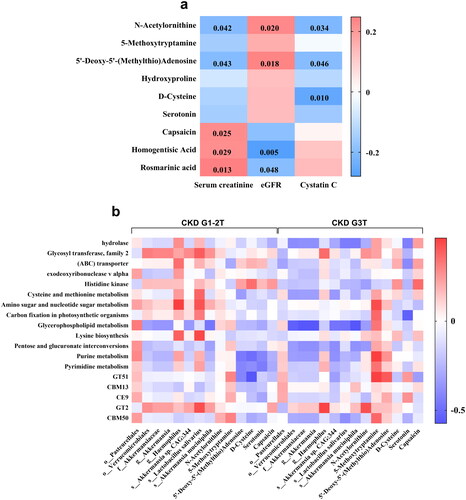 Figure 7. The characteristics of microbiota and its metabolites. (a) Correlational analysis of metabolites and kidney function indexes. (b) Analysis of correlations between key microbes and microbial functions in CKD G1-2T and CKD G3T groups. p < 0.05 indicated a difference, p < 0.01 indicated significant difference.