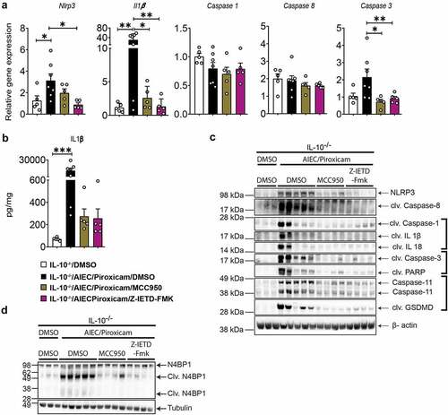 Figure 4. Caspase-8 and NLRP3 inhibitors reduced NLRP3 inflammasome, apoptosis and pyroptosis in AIEC colonized IL10−/− mice after piroxicam feeding. (a) RT-qPCR of colonic NLRP3 inflammasome, and caspases. (b) IL-1β protein expression. (c) Western blot of Caspase-8, inflammasome and cell death markers. (d) Western blot of N4BP1. n = 3–7/group. Data are presented as mean ± SEM. Significance was determined using one-way ANOVA with Bonferroni or Kruskal–Wallis test with Dunn’s multiple comparison test, respectively. * p < .05; ** p < .01; *** p < .001.