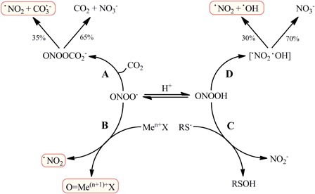 Figure 1. Principal fate of peroxynitrite in biological systems. Peroxynitrite anion (ONOO−) and its acid form, peroxynitrous acid (ONOOH; pKa = 6.8), coexist at physiological pH values and can undergo direct reactions with several biomolecules, the most important of them being carbon dioxide (CO2), thiols (RS−) and transition metal centers (Men+X). Reaction of ONOO− with CO2 (A) yields a nitrosoperoxocarboxylate adduct (ONOOCO2−), which homolyzes to nitrogen dioxide (•NO2) and carbonate radicals (CO3•−) with 35% yields. Some transition metal centers can reduce ONOO− by one electron (B), producing •NO2 and a high oxidation state oxo-metal complex (O = Me(n+1)+X). Thiols readily react with ONOOH in a two electron oxidation (C), in which the thiol is oxidized to sulfenic acid (RSOH), reducing ONOOH to nitrite (NO2−). Alternatively, ONOOH can undergo homolysis (D) to •NO2 and hydroxyl radical (•OH) with maximum yields of 30%, the remaining decaying to nitrate (NO3−). The species highlighted are all strong one-electron oxidants that mediate much of the oxidative damage associated with peroxynitrite.