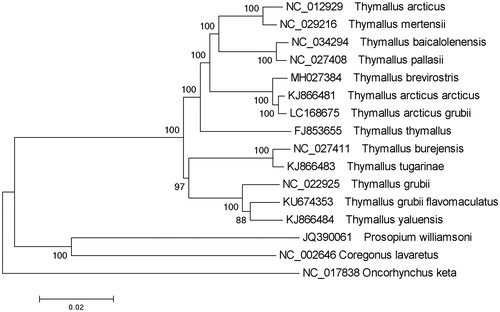 Figure 1. A phylogenetic tree constructed based on the comparison of complete mitochondrial genome sequences of the grayling, T. brevirostris and other 12 species of Thymallus genus. They are T. thymallus (European grayling), T. pallasii (East Siberian grayling), T. arcticus (Arctic grayling), T. tugarinae (Lower Amur grayling), T. burejensis (Bureya grayling), T. grubii (Amur grayling), T. arcticus arcticus (Arctic grayling), T. arcticus grubei (Xinjiang arctic grayling), T. yaluensis (Yalu grayling), T. mertensii (Kamchatka grayling), T. grubii flavomaculatus (Yellow-spotted grayling), and T. baicalolenensis (Baikal black grayling). Oncorhynchus keta, Coregonus lavaretus, and Prosopium williamsoni are used as an outgroup. Genbank accession numbers for all sequences are listed in the figure. The numbers at the nodes are bootstrap percent probability values based on 1000 replications.