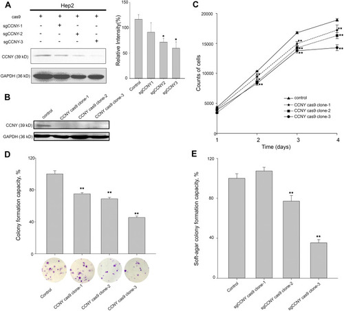 Figure 1 Cell growth ability was suppressed by the knock-out of CCNY. (A) CRISPR/CAS9 technique was used to construct the CCNY knockout cell strains. Three different sgCCNYs (sgCCNY-1, sgCCNY-2, sgCCNY-3) were used. The left panel, the expression level of CCNY was detected by Western blot, with GADPH used as the internal loading controls. The right panel, the level of CCNY was quantified by gray analysis. *P<0.05 (t-test). (B) Three CCNY knock-out cell clones (CCNY cas9 clone-1, CCNY cas9 clone-2, CCNY cas9 clone-3) derived from cells infected by recombinant lentivirus with sgCCNY-3 were identified by Western blot. (C) Cell growth curve was determined by cell counts. The total number of cells were counted by Cellomics ArrayScan HCS Reader. **P<0.01 (t-test). (D) Colony formation efficiency of cells. The data are expressed as the mean ± standard error. **P<0.01 (t-test). (E) Soft-agar colony formation ability of cells. The data are expressed as the mean ± standard error. **P<0.01 (t-test).